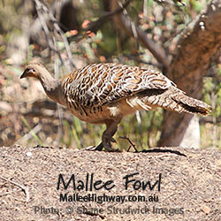 The Mallee Fowl